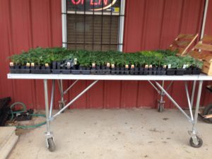 spring plants garden plants